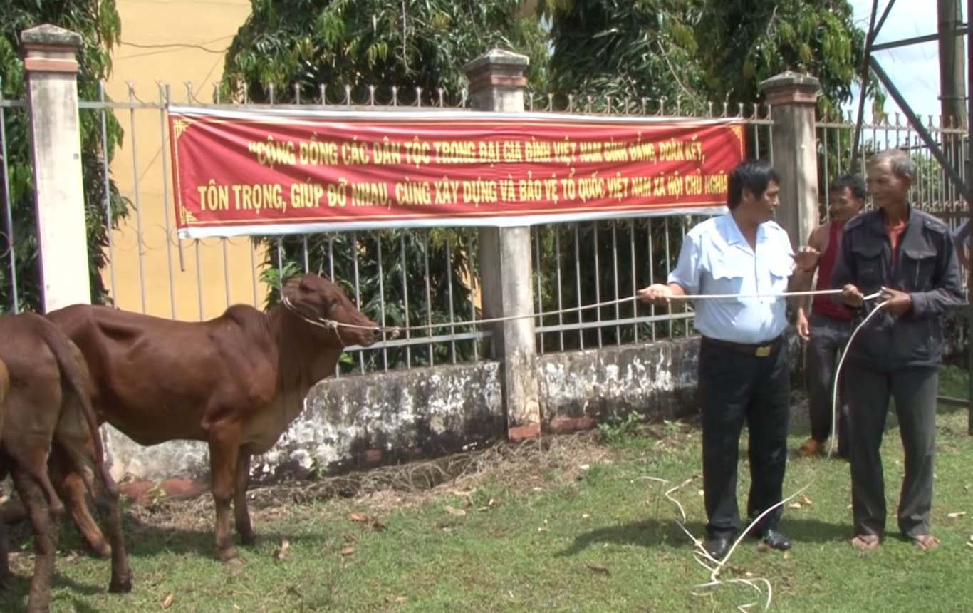 Trao 15 con bò giống  lai sind sinh sản  theo dự án 135  cho hộ nghèo ở xã Lộc Khánh